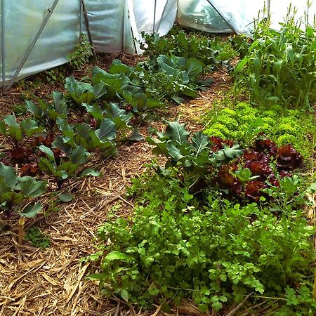Arambha Ecovillage Farmstay Tabua  Eksteriør billede