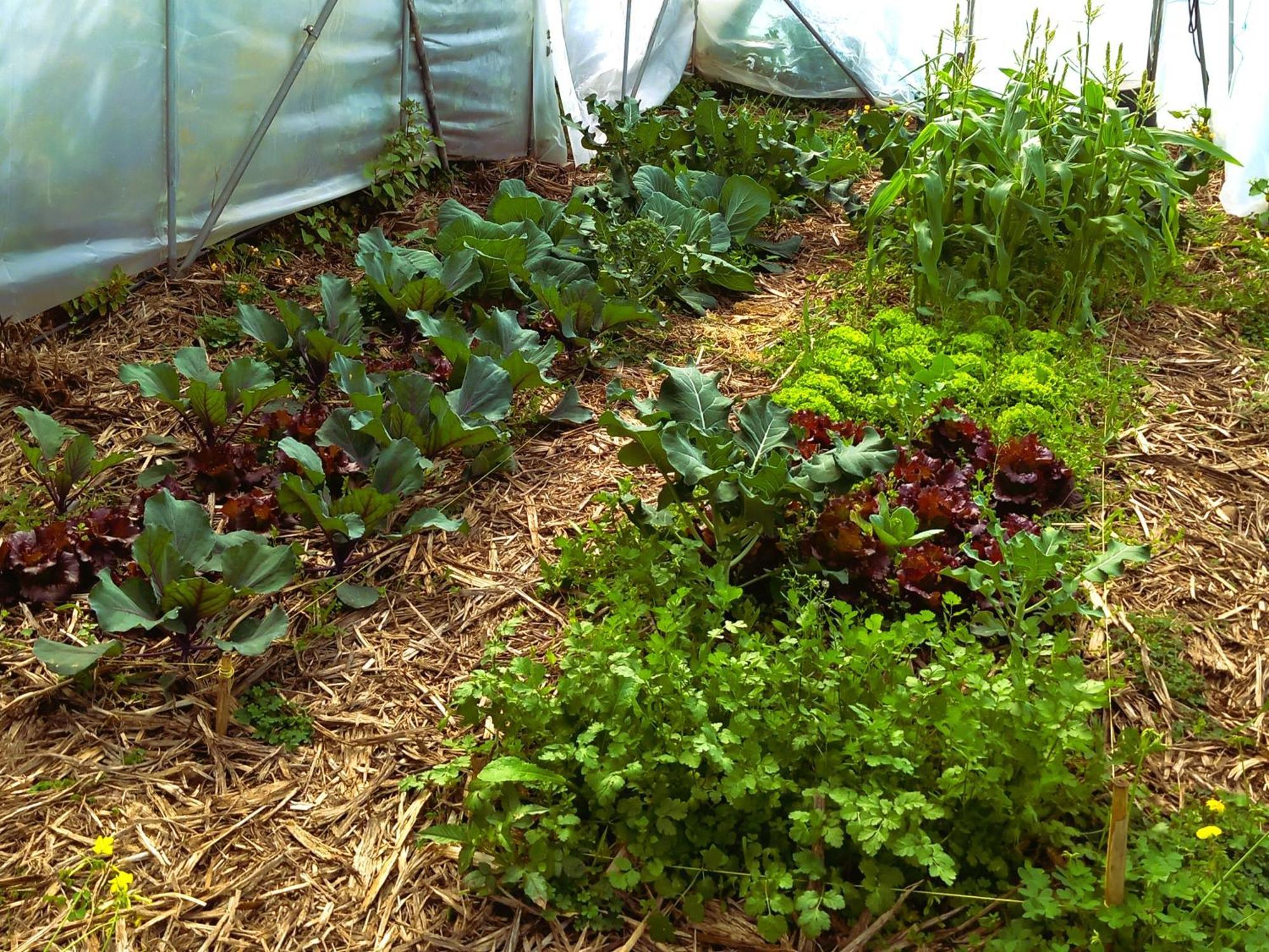 Arambha Ecovillage Farmstay Tabua  Eksteriør billede